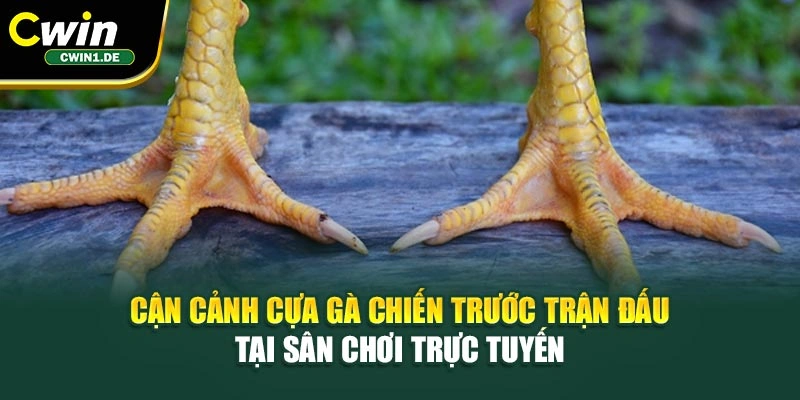 Cận cảnh cựa gà chiến trước trận đấu tại sân chơi trực tuyến 